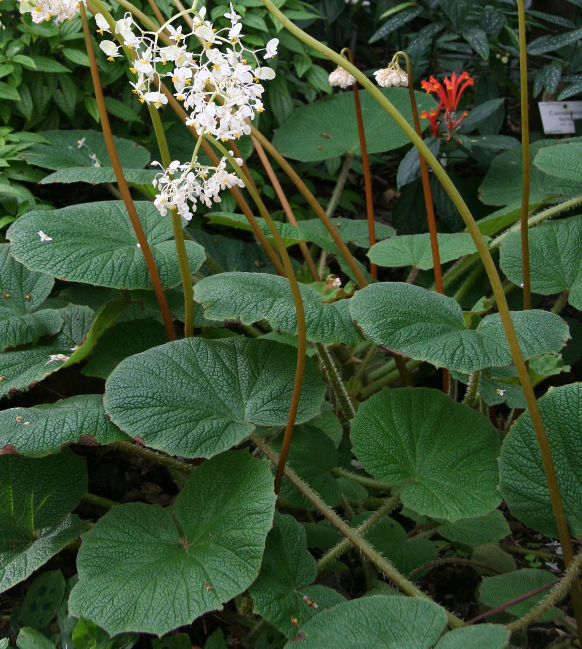 Begonia acida - Wikipedia, la enciclopedia libre