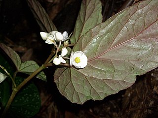 <i>Begonia taiwaniana</i> Species of flowering plant