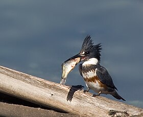 Belted Kingfisher with prey.jpg