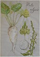 betterave sucrière : racine, feuilles, inflorescence et fruit
