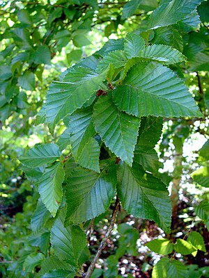 Betula chinensis blader