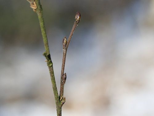 Из почек березы ранней весной. Береза повислая почки. Betula pubescens. Береза пушистая почки. Betula pendula почки.