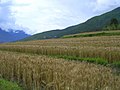 Farming Punakha