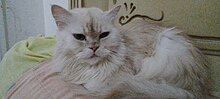 A bi-color Persian cat. Bi color persian cat.jpg
