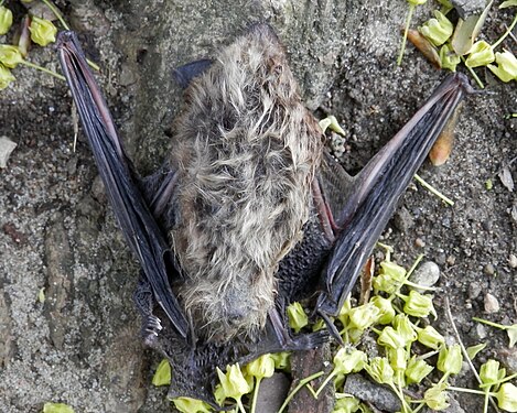 Big Brown Bat (Eptesicus fuscus), Dead