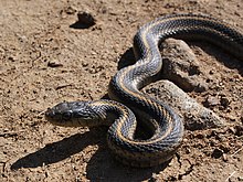 Thamnophis elegans terrestris with dark coloring Big Sur Snake.JPG