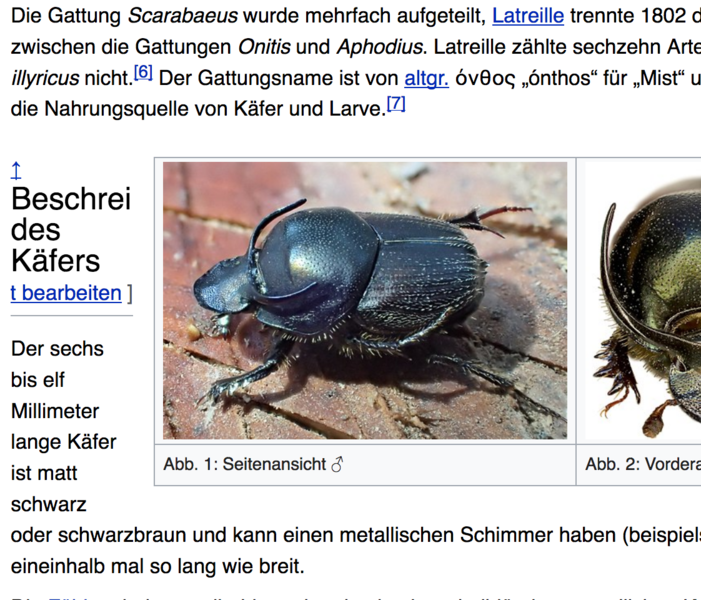 File:Bildschirmfoto Onthophagus illyricus.png