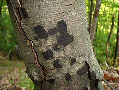 Biscogniauxia nummularia sur Eŭropa fago (Fagus sylvatica)