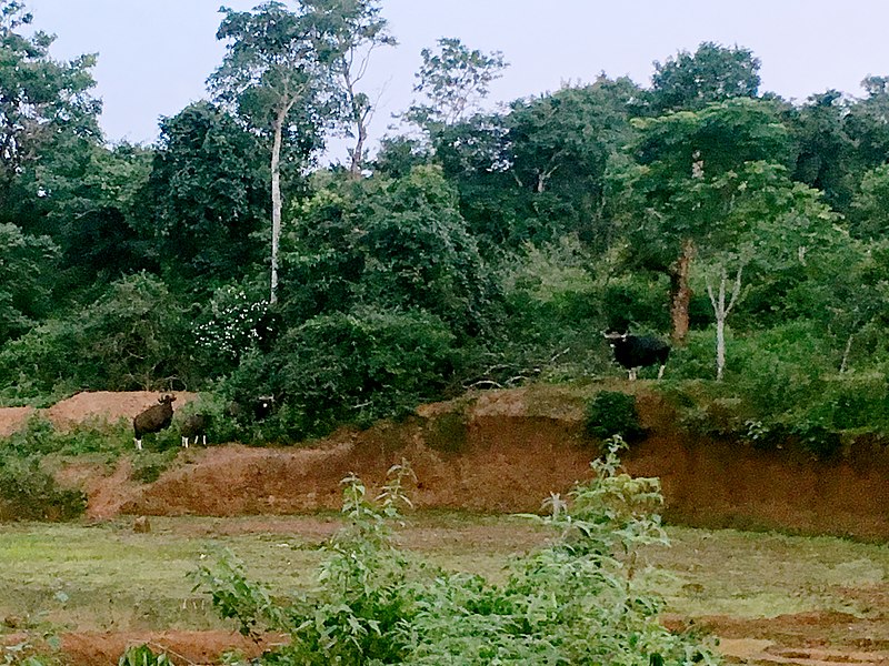 File:Bisons near sagar Karnataka.jpg