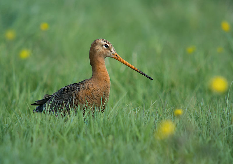 File:Black-tailed Godwit (Limosa limosa), Uitkerkse Polders, Belgium (13972741069).jpg