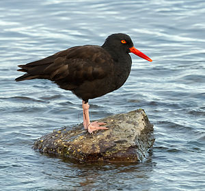 Beccaccia di mare nera (Haematopus bachmani) .jpg