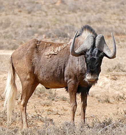 Black Wildebeest (Connochaetes gnou) (31746882054).jpg