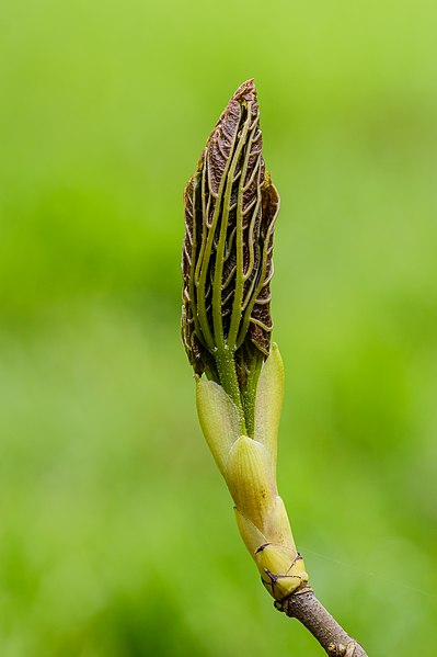 File:Bladknop van een esdoorn (Acer). 13-04-2023 (d.j.b.) 01.jpg