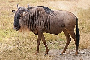 A Blue Wildebeest (Connochaetes taurinus) in the Ngorongoro Crater, Tanzania