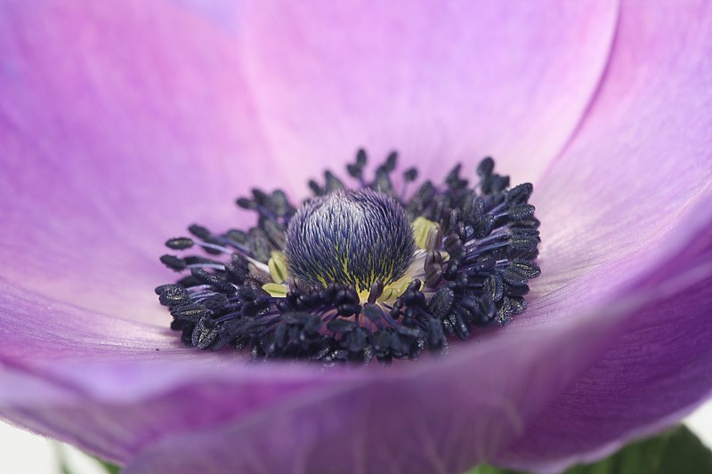 File:Blue anemone (16199385268).jpg