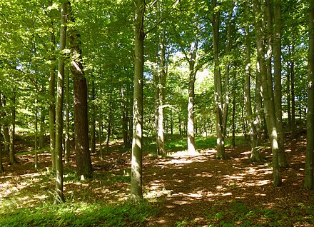 Beech forest in Stockholm, capital of Sweden.