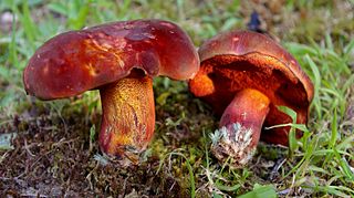 <i>Boletus rubroflammeus</i> Species of fungus