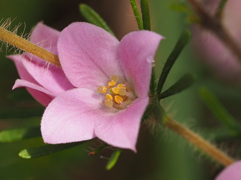 File:Boronia stricta flower detail.jpg