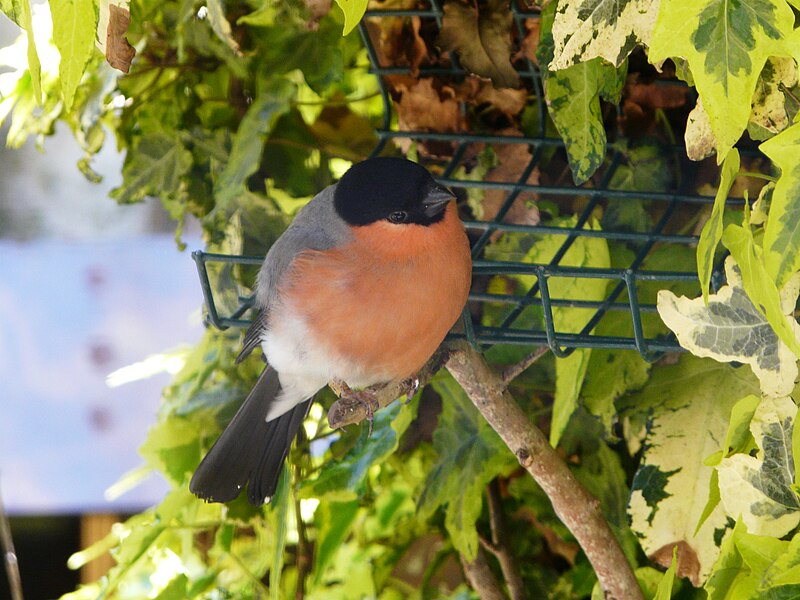 File:Bouvreuil pivoine Argelès-Gazost parc animalier (1).JPG