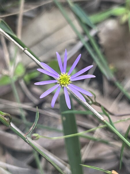 File:Brachyscome graminea mauve.jpg