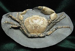 Fossil of the Eocene crab Branchioplax Branchioplax washingtoniana 02a SR EC 07-01-12.jpg