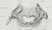 Vignette pour Ouverture supérieure du thorax