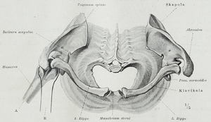 Thoracic outlet syndrome - Wikipedia