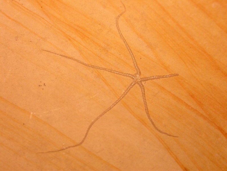 File:Brittle star-fossil.jpg