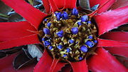 Thumbnail for Bromelia unaensis