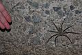 Brown Huntsman Spider (Heteropoda venatoria) (6747995909).jpg