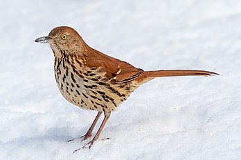 Debulhador (Toxostoma rufum) forrageando na neve em um jardim Shakespeare em Manhattan, Nova Iorque, Estados Unidos. Os debulhadores pertencem à família dos mímidos (Mimidae) sendo conhecidos por terem mais de mil vocalizações diferentes. É uma ave abundante em todo o leste e centro dos Estados Unidos, sul e centro do Canadá. O debulhador é onívoro, com sua dieta variando de insetos a frutas e nozes. As áreas usuais de nidificação são arbustos, pequenas árvores ou, às vezes, ao nível do solo. São geralmente aves discretas, mas territoriais, especialmente quando defendem seus ninhos, e atacam espécies tão grandes quanto os humanos. (definição 4 263 × 2 845)