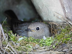 Hausrotschwanz: Aussehen und Merkmale, Verbreitung, Wanderungen und Lebensraum, Nahrung und Nahrungserwerb