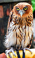 Pilippine eagle-owl