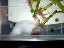 Betta splendens builds nests of varying sizes Building-mah-bubblenest-19.jpg