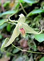 Bulbophyllum drymoglossum