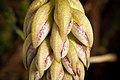 Bulbophyllum kubahense