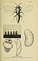 Habrocytus medicaginis. A, Imago; B, Cages d'élevage de larves de parasites; C, larve; D, larve détruisant son hôte à l'état larvaire; E, nymphe.