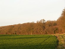 Burgate Wood - geograph.org.uk - 311597.jpg