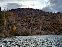 Fire damaged mixed spruce/birch forest at Hidden Lake Burned area Hidden Lake.jpg