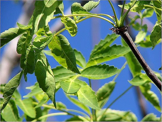 Bursera graveolens - Wikipedia