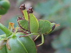 Bush hopper 2 (6949077617).jpg