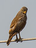 Thumbnail for Rufous-winged buzzard