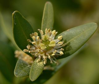 <span class="mw-page-title-main">Buxaceae</span> Family of flowering plants