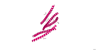 cGMP-dependent protein kinase Protein kinase