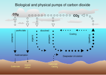 Role of carbonate in sea exchange of carbon dioxide. CO2 pump hg.svg