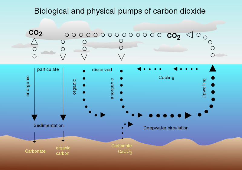 CO2 sequestration in the ocean