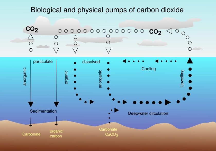 Carbon Sink Wikiwand