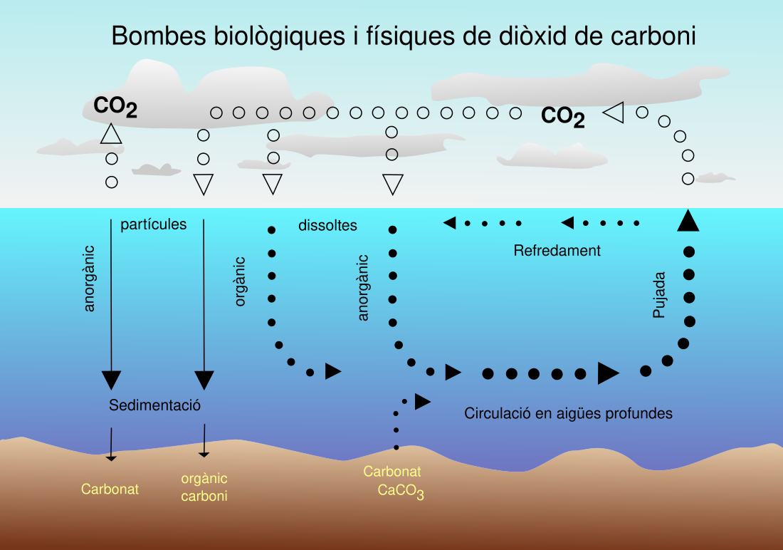 Bomba biològica