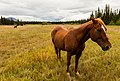 * Nomination Horses in Haines Junction, Yukon, Canada --Poco a poco 06:59, 19 June 2018 (UTC) * Promotion  Support Good quality. --Trougnouf 10:53, 19 June 2018 (UTC)