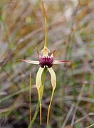 Caladenia thinicola